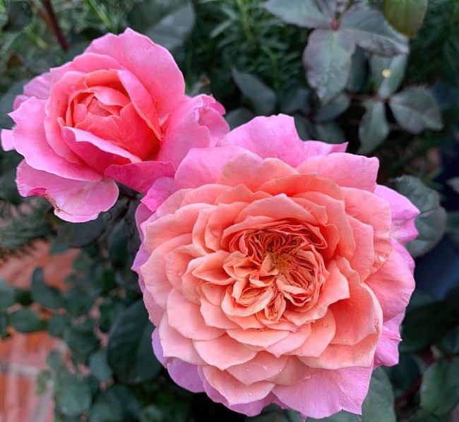 Роза японская Принцесса Мияби 1 шт